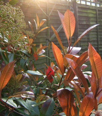 photinia ‘red robin’.jpg - 49527 Bytes